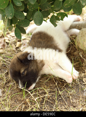 Puppy Hund schlafen auf dem Rasen Stockfoto