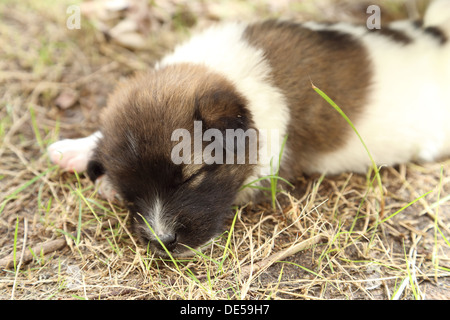 Puppy Hund schlafen auf dem Rasen Stockfoto