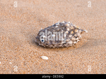 stachelige Fisch am Strand Stockfoto