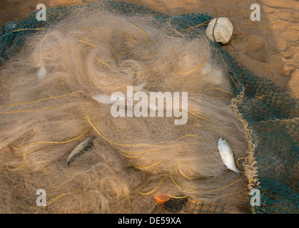 Fisch im Netz an einem Strand Stockfoto