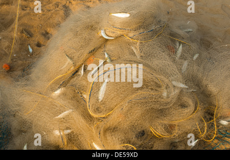 Fisch am Strand, fangen die Fischer Stockfoto