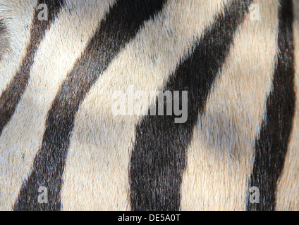 Zebra Streifen - Wildlife Hintergrund aus Afrika - Schönheit der Farbe und einzigartigen Markierungen Stockfoto