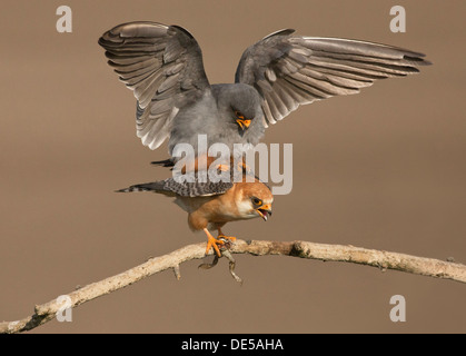 Männliche und weibliche Red-footed Falken Paarung Stockfoto