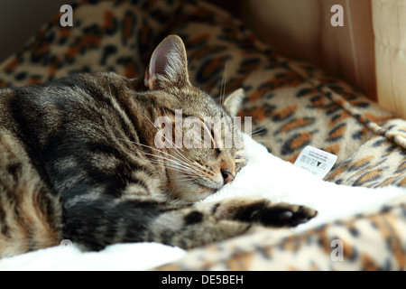 Eine schlafende Tabby Bengal Hauskatze. Liegend auf einem Leoparden gemusterte Vlies-Bett. Stockfoto