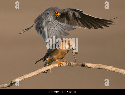 Männliche und weibliche Red-footed Falken Stockfoto