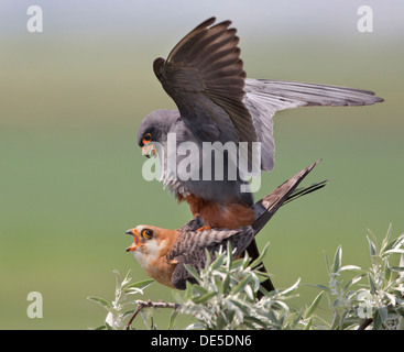 Red-footed Falken Paarung Stockfoto