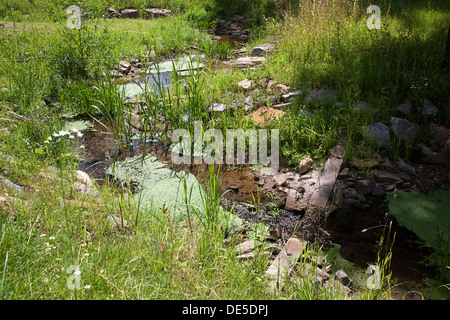 Fischtreppe übergeben historische Wassermühle "De Klef", Vierlingsbeek, Nord-Brabant, Niederlande Stockfoto