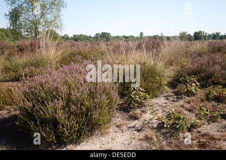 Blühende Heide im De Maasduinen Nationalpark, Limburg, Niederlande Stockfoto