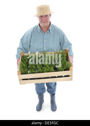 Weibliche senior Gärtner tragen Strohhut mit hölzernen Kiste voller Aspik Sämlinge erschossen auf weiß Stockfoto