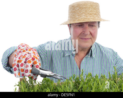 Weibliche senior Gärtner Stroh Hut bilden Aspik Sämlinge mit Gartenschere Stockfoto