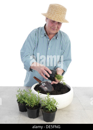 Weibliche senior Gärtner Stroh Hut Bettwäsche aus Aspik Sämlinge Stockfoto