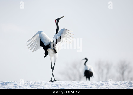 Japanische Krane auf Balz. Stockfoto