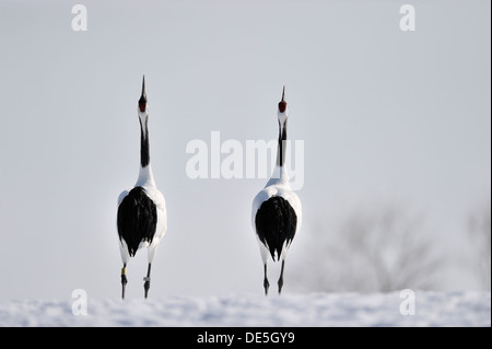 Japanische Krane auf Balz. Stockfoto