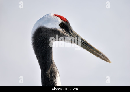 Japanische Kran Porträt. Stockfoto