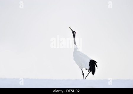 Japanische Krane auf Balz. Stockfoto