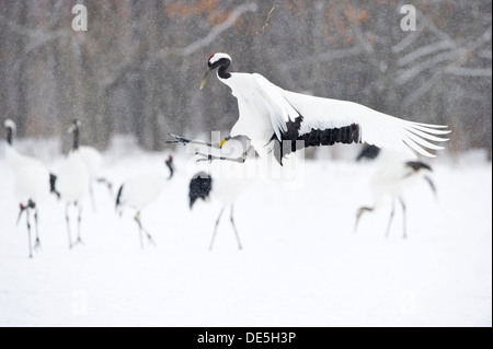 Japanische Krane auf Balz. Stockfoto