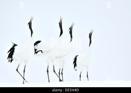 Japanische Krane auf Balz. Stockfoto