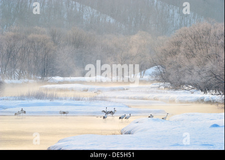 Japanische Krane bei Sonnenaufgang in einem Fluss. Stockfoto