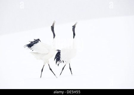 Japanische Krane auf Balz. Stockfoto