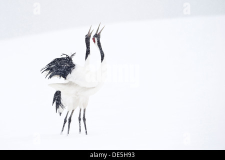 Japanische Krane auf Balz. Stockfoto