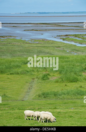 Schafe auf dem Deich an der Nordsee Stockfoto