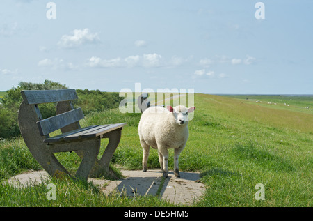 Ein Schaf auf dem Deich an der Nordsee Stockfoto