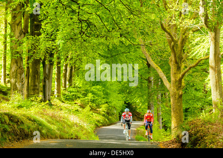 Radfahrer auf der bewaldeten Lane neben Coniston Water im englischen Lake District Stockfoto