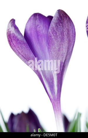 Krokus "Ruby Giant" Februar Stockfoto