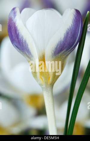 Krokus 'Blue Bird' März Stockfoto