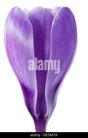 Crocus X cultorum "Königin des Blues" März Stockfoto