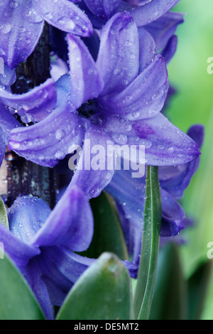 Hyacinthus Orientalis Hyazinthe März Stockfoto