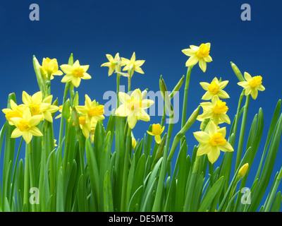 Reihe von frischen Garten Narzissen über blauen Himmel Stockfoto