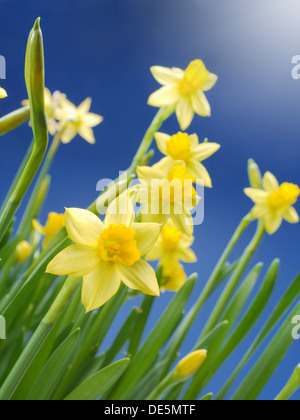 Reihe von frischen Garten Narzissen über blauen Himmel Stockfoto