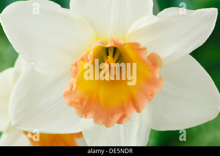 Narcissus 'Salome' AGM Narzissen Div 2 große schalenförmige März Stockfoto