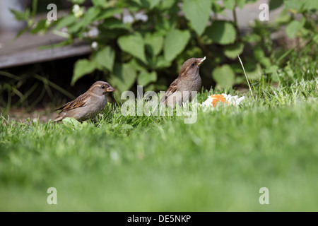 Berlin, Deutschland, Essen, Haus-Spatzen ein Stück Brot Stockfoto