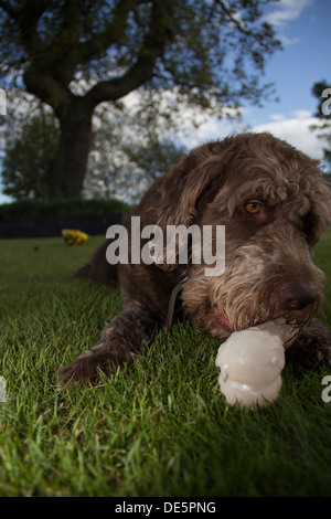 Hund spielen mit Kautschuk Knochen an einem Sommertag Stockfoto