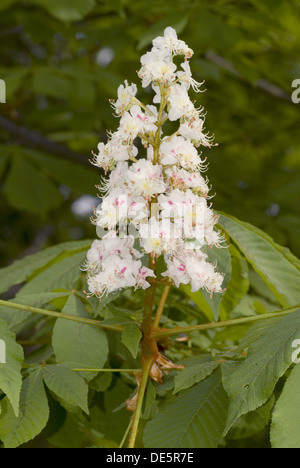 Rosskastanie, Aesculus hippocastanum Stockfoto