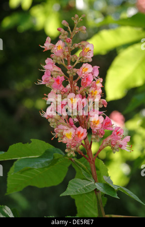 Rote Rosskastanie, Aesculus pavia Stockfoto