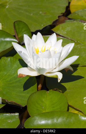 Weiße Seerose Stockfoto