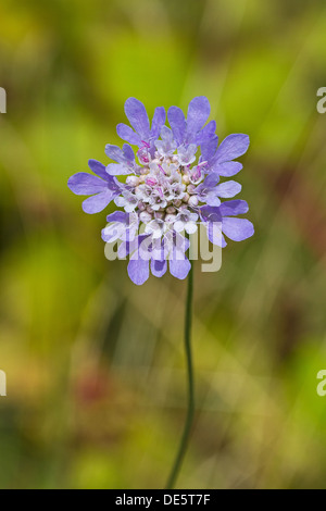 Kleinen Witwenblume Stockfoto