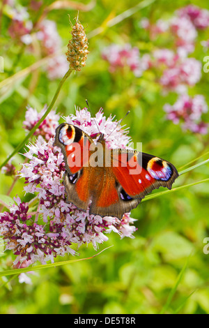 Pfau (Inachis Io) Stockfoto