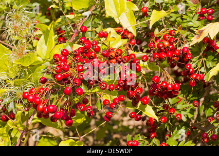 Weißdornbeeren Stockfoto