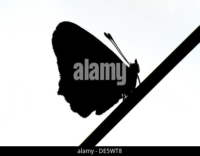 Berlin, Deutschland, Silhouette eines Schmetterlings auf einen Staengel Stockfoto