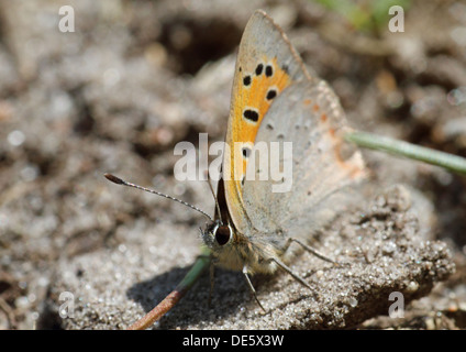 Berlin, Deutschland, der kleine Kupfer Schmetterling sitzt auf einem sandigen Erdkruemel Stockfoto