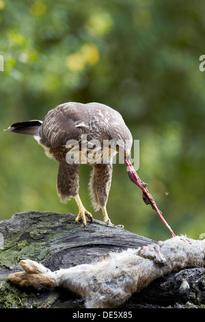 Bussard Buteo Buteo Fütterung auf einen toten Hasen, East Yorkshire, UK Stockfoto