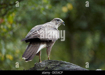 Mäusebussard Buteo Buteo, East Yorkshire, UK Stockfoto