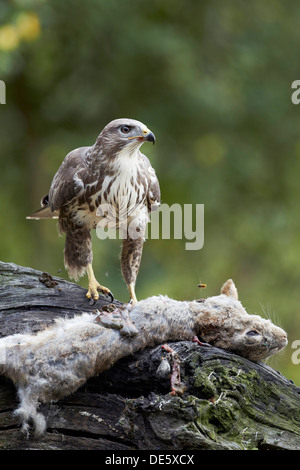 Bussard Buteo Buteo Fütterung auf einen toten Hasen, East Yorkshire, UK Stockfoto