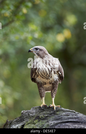 Mäusebussard Buteo Buteo, East Yorkshire, UK Stockfoto