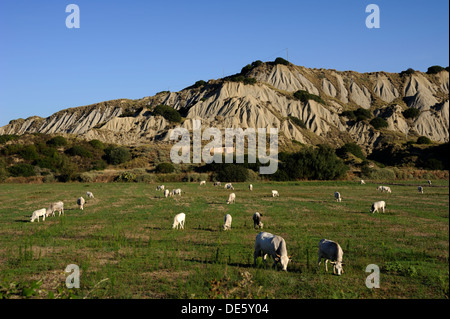 Italien, Basilicata, Val d'Agri, Kühe Stockfoto