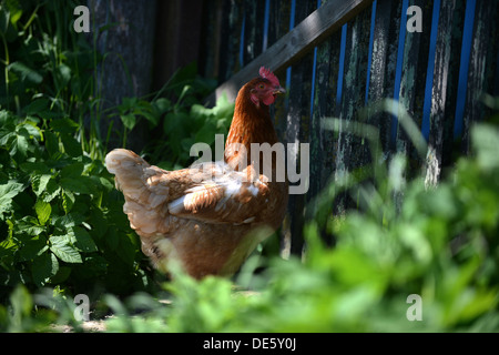 Entflieht - Stegelitz, Deutschland, ein Huhn auf dem Hof Stockfoto
